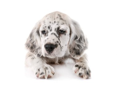 yavru İngiliz Setter