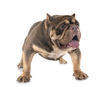 Studio Amerikan kabadayı