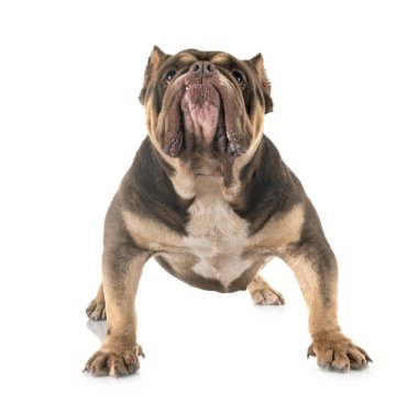 Studio Amerikan kabadayı