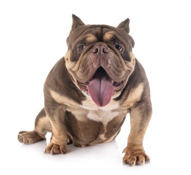 Studio Amerikan kabadayı