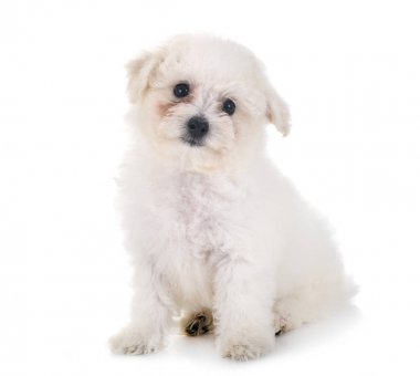 Bichon frise Studio