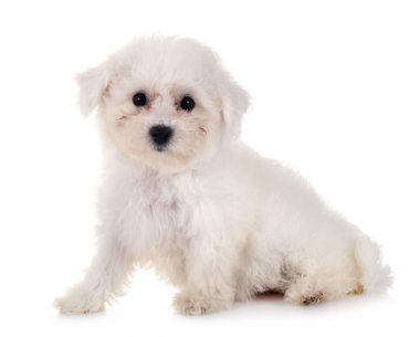 Bichon frise Studio