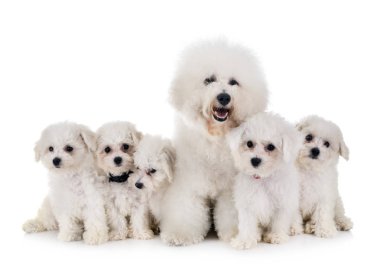 Bichon Frises stüdyoda