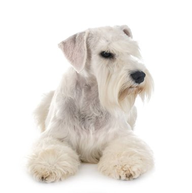 Beyaz minyatür schnauzer