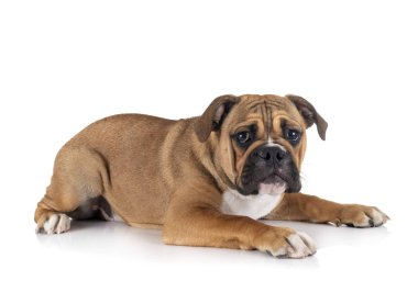 Continental bulldog stüdyoda