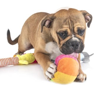 Continental bulldog stüdyoda