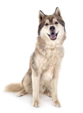 Siberian dış yapraklar Studio