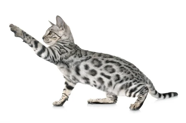 Bengal cat in studio — Stock Photo, Image