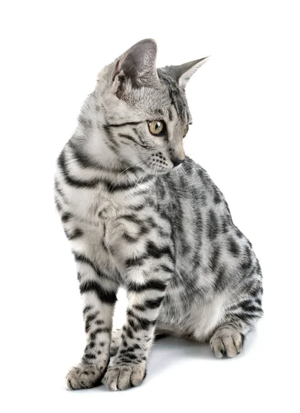 Bengal katt i studio — Stockfoto