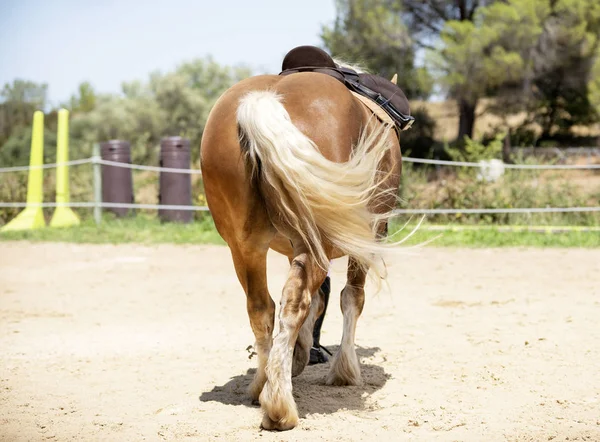 Chica montando y caballo — Foto de Stock