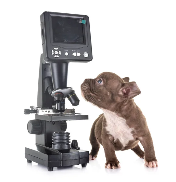 Cachorrinho americano rufia e microscópio — Fotografia de Stock