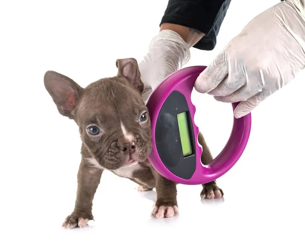 Cachorro americano bravucón y microchip —  Fotos de Stock
