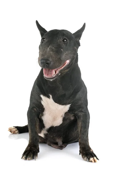 Miniaturowy bull terrier w Studio — Zdjęcie stockowe