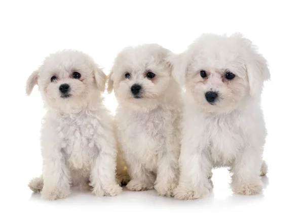 Bichon Frises i Studio — Stockfoto