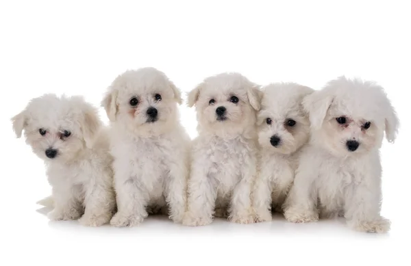 Bichon Frises ve studiu — Stock fotografie