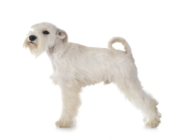 Schnauzer miniatura blanco — Foto de Stock