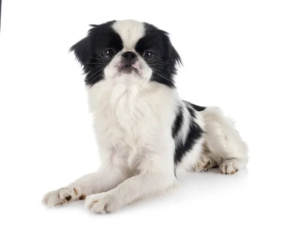 Japanese Chin in studio — Stock Photo, Image