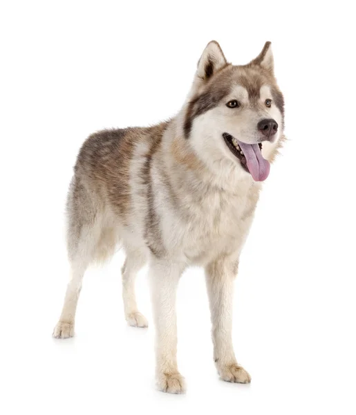 Siberische husky in studio — Stockfoto