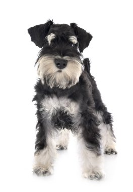 stüdyoda minyatür Schnauzer