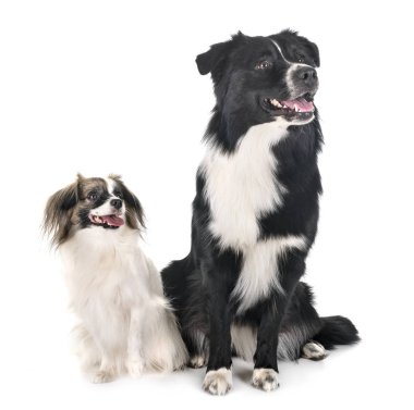 avustralya çoban ve phalene köpek