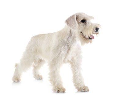 stüdyoda minyatür Schnauzer