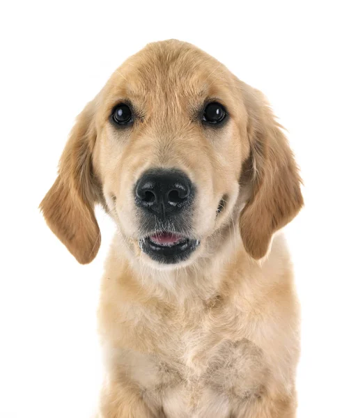 Cucciolo golden retriever — Foto Stock