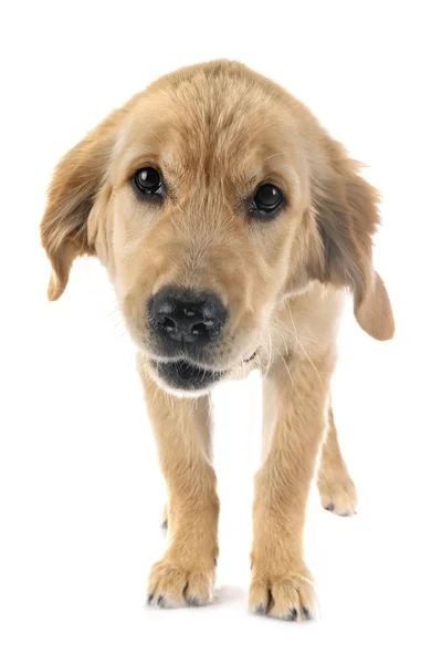 Puppy golden retriever — Stockfoto