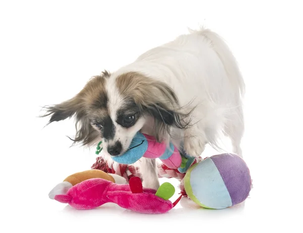 Falene papillon cane — Foto Stock