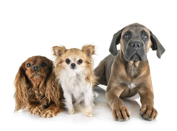 Tre hundar i studio — Stockfoto