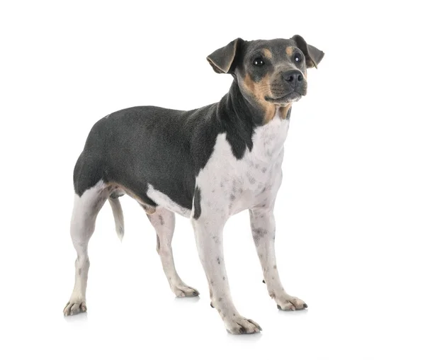 Brasilianischer Terrier im Studio — Stockfoto