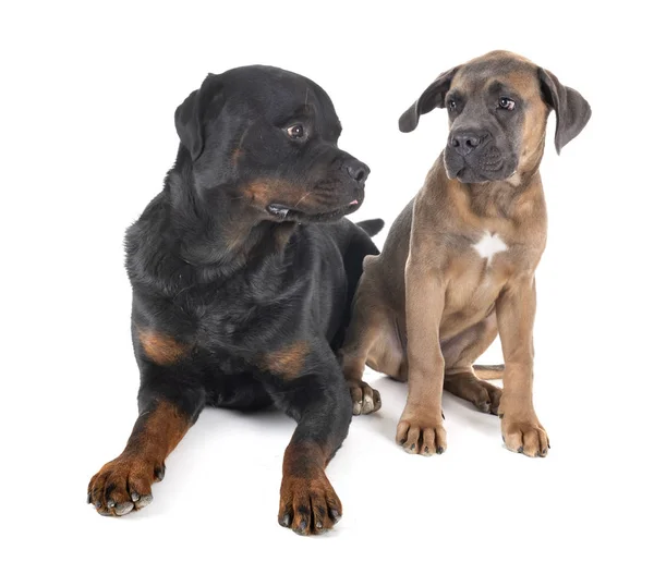 Rottweiler ve baston corso — Stok fotoğraf