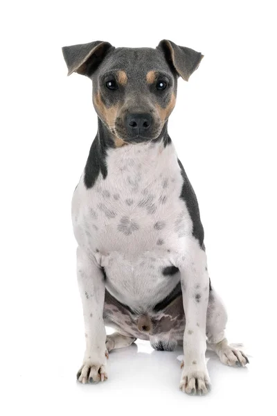 Terrier brasileño en estudio —  Fotos de Stock