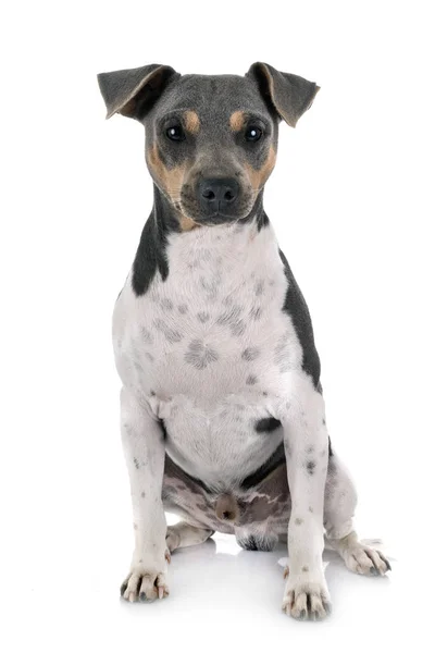 Brazilian Terrier em estúdio — Fotografia de Stock