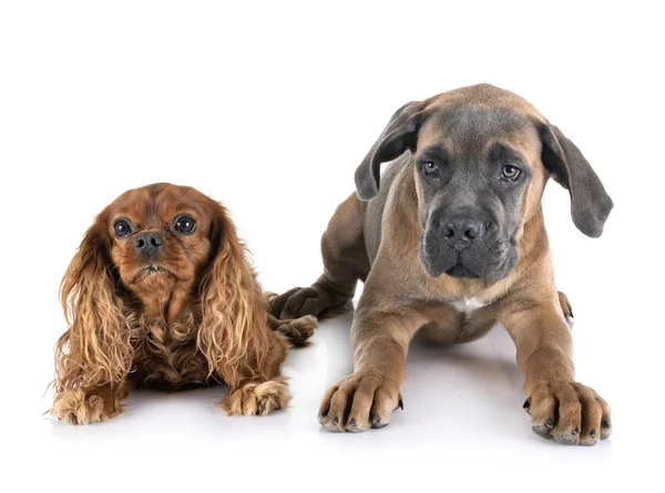 Puppy cane corso and cavalier king charles Stock Image