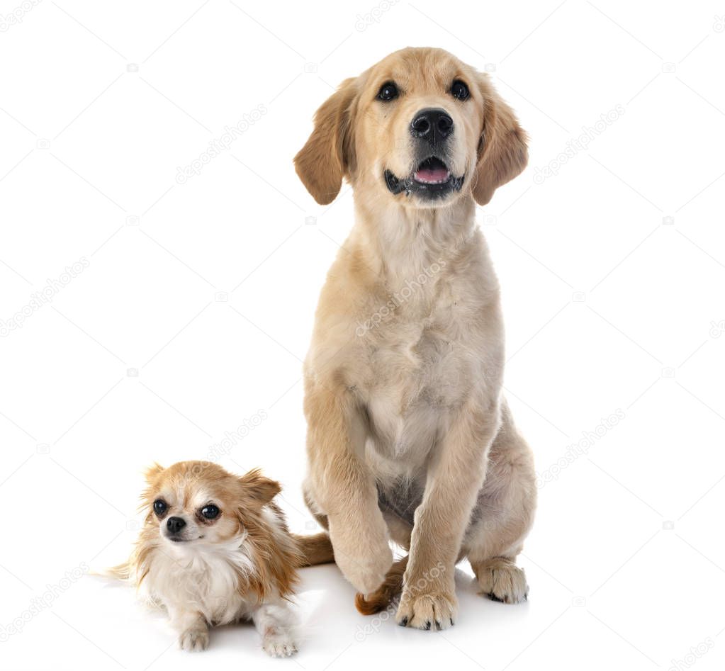 puppy golden retriever and chihuahua