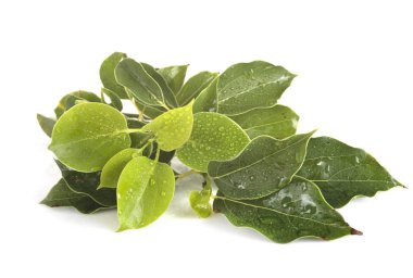 Stüdyoda Cinnamomum kakampora