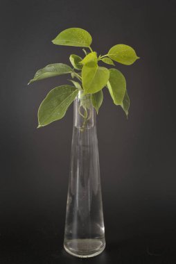 Stüdyoda Cinnamomum kakampora