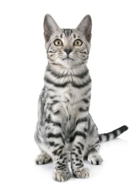 Bengal kedi Studio