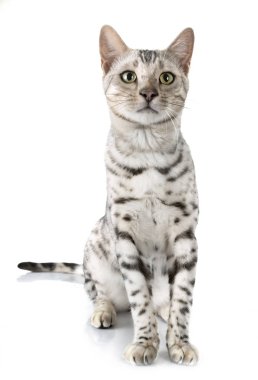 Bengal kedi Studio