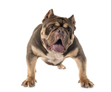 Studio Amerikan kabadayı