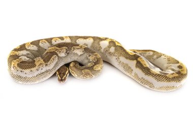 Stüdyoda Ball python
