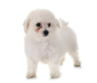 Bichon frise Studio