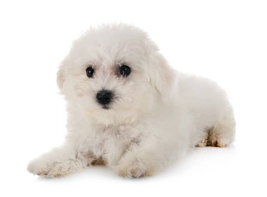 Bichon frise Studio