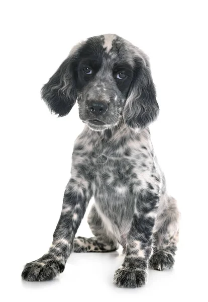 Chiot anglais setter — Photo