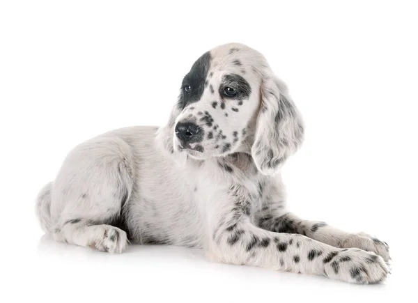 Yavru İngiliz Setter — Stok fotoğraf