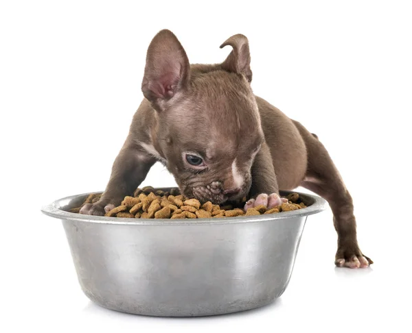 Puppy american bully in studio — Stock Photo, Image