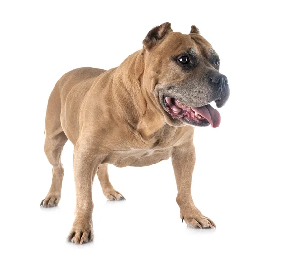 Alter amerikanischer Staffordshire Terrier — Stockfoto
