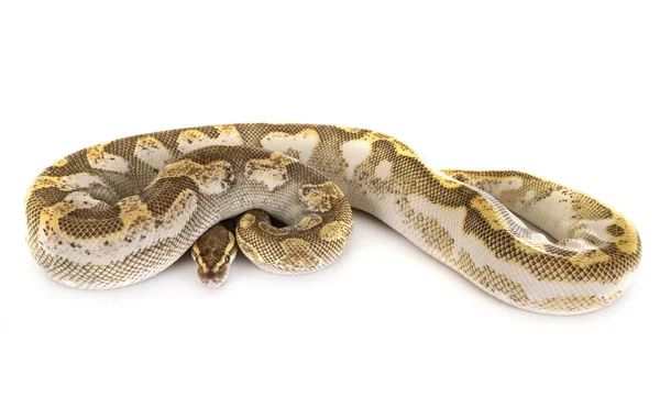 Stüdyoda Ball python — Stok fotoğraf