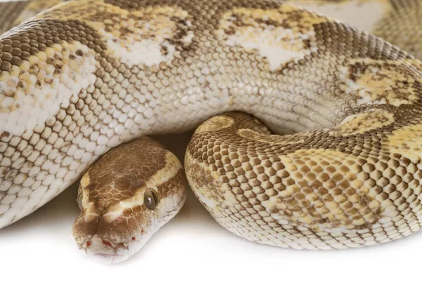 Ball python in studio — Stock Photo, Image