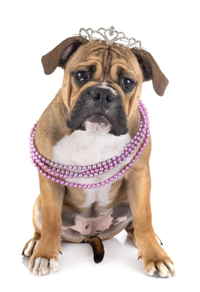 Continental bulldog in studio — Stock Photo, Image